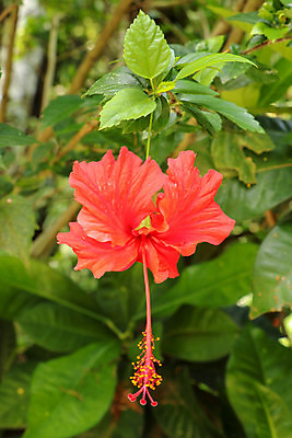 포토 JPG 해외이미지 주간 사람없음 야외 히비스커스 해외포토 자연요소 꽃 파일형식 이미지허브