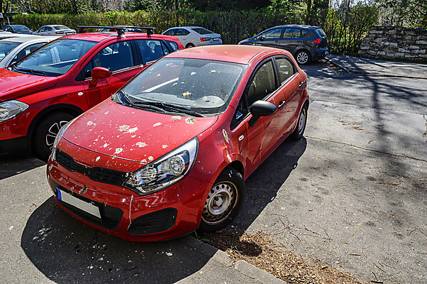 포토 JPG 해외이미지 나무 꽃 자동차 유리 조류 거리 사람없음 빨간색 노란색 흰색 얼룩 주차 먼지 꽃가루 자작나무 제비 해외포토 식물 동물 육상교통 컬러 재질 가루 파일형식 이미지허브