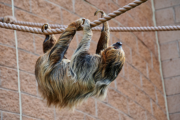 포토 JPG 해외이미지 나무 동물 야생동물 2 포유류 자연 털 매달리기 동물원 사람없음 갈색 숲 느림 동물상 해외포토 식물 컬러 모션 조형물 생태계 파일형식 이미지허브