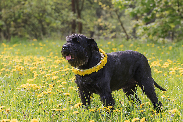 포토 JPG 해외이미지 동물 1 공원 꽃 행복 얼굴 밭 포유류 자연 사람없음 야외 초록색 반려동물 노란색 맑음 검은색 화환 봄 개 민들레 혀 목 송곳니 기르기 옛날 유래 해외포토 식물 계절 공공시설 감정 컬러 농업 날씨 신체부위 입 치아 생태계 돌봄 파일형식 이미지허브