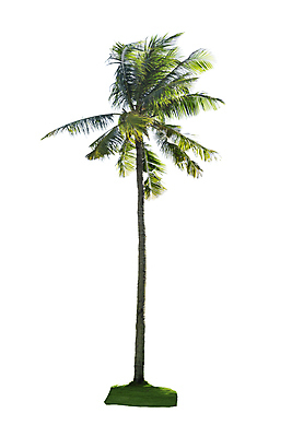 포토 JPG 해외이미지 나무 식물 줄기 여행 컨셉 잎 자연 바람 휴가 왕관 손바닥 사람없음 야외 초록색 여름 맑음 성장 흰색 나뭇가지 큼 자르기 심볼 오브젝트 휴양지 나무껍질 상록수 내추럴 고립 아열대 이국적 파라다이스 해외포토 자연요소 손 계절 컬러 모션 날씨 장소 껍질 크기 생태계 파일형식 이미지허브