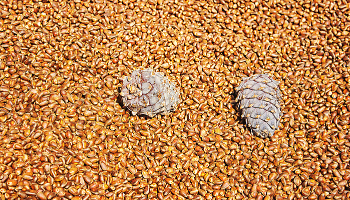 포토 JPG 해외이미지 모양 식물 음식 백그라운드 패턴 자연 건강 씨앗 사람없음 농작물 세트 갈색 견과류 껍질 소나무 도움 맛 먹기 질감 날것 침엽수 원뿔 흙더미 제비 삼나무 숙성 시베리아 채식주의자 많음 해외포토 도형 나무 컬러 컨셉 무늬 농업 모션 조류 흙 생태계 채식 파일형식 더미 이미지허브