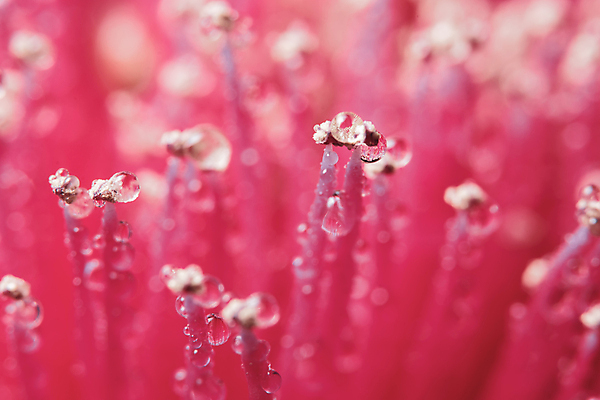 포토 JPG 해외이미지 꽃잎 꽃 분홍색 백그라운드 사람없음 물 물방울 떨어짐 이슬 해외포토 자연요소 식물 컬러 컨셉 파일형식 이미지허브