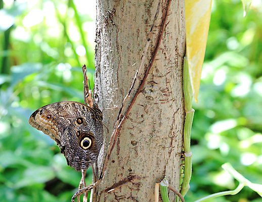포토 JPG 해외이미지 주간 나무 동물 야생동물 포즈 나비 곤충 패턴 날개 자연 휴식 생물 종류 사람없음 야외 햇빛 맑음 점 벌레 부엉이 동물상 해외포토 자연요소 식물 컨셉 무늬 조류 날씨 태양 조형물 생태계 파일형식 이미지허브
