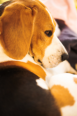 포토 JPG 해외이미지 동물 행복 감정 여유 얼굴 백그라운드 포유류 자연 털 잔디 사람없음 야외 초록색 반려동물 갈색 봄 표현 개 큼 묘사 코 비글 송곳니 거짓말 기르기 동반자 복종 유래 표현성 해외포토 식물 계절 컬러 신체부위 치아 크기 생태계 돌봄 파일형식 이미지허브