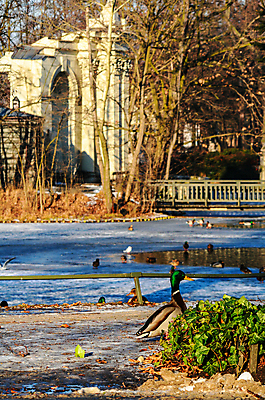 포토 JPG 해외이미지 동물 공원 길 호수 겨울 자연 조류 오리 사람없음 물 걷기 산책 연못 도시 극장 폴란드 내추럴 바르샤바 해외포토 자연요소 계절 공공시설 유럽 모션 휴식 생태계 파일형식 이미지허브