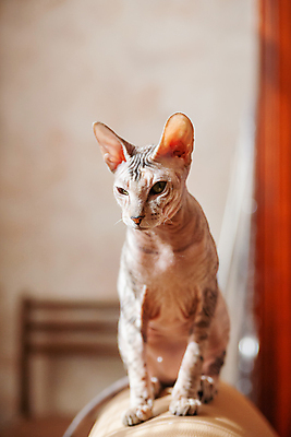 포토 JPG 해외이미지 한마리 응시 실내 앉기 사람없음 아웃포커스 반려동물 귀여움 고양이 스핑크스고양이 반려묘 해외포토 동물 1 시선 컨셉 포유류 모션 촬영기법 내부 파일형식 이미지허브