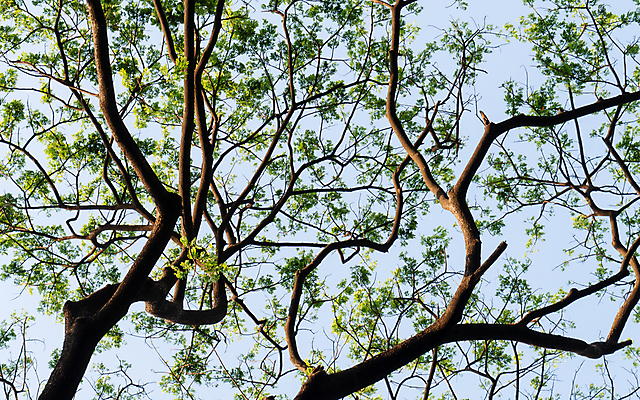 포토 JPG 해외이미지 나무 식물 계절 꽃 실루엣 백그라운드 단풍 잎 겨울 자연 하늘 아침 사람없음 야외 아웃포커스 초록색 여름 하이앵글 햇빛 태양 환경 맑음 일몰 봄 성장 벚꽃 농촌 신선 숲 큼 사회이슈 환경보전 윤곽 삼림지대 해외포토 주간 자연요소 뷰포인트 컬러 컨셉 날씨 촬영기법 노을 시골 크기 생태계 파일형식 이미지허브
