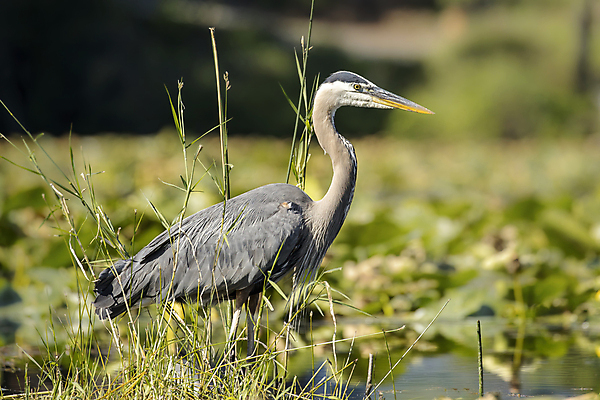 포토 JPG 해외이미지 동물 호수 야생동물 백그라운드 잎 날개 자연 조류 어류 서기 사람없음 야외 초록색 물 머리 환경 회색 연못 기다림 습지 왜가리 깃털 부리 목 내추럴 동물상 해외포토 자연요소 식물 컬러 모션 신체부위 조형물 수중동물 생태계 파일형식 이미지허브