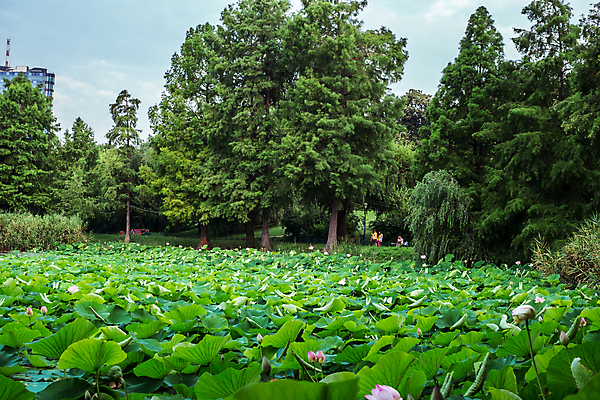 포토 JPG 해외이미지 식물 꽃잎 꽃 호수 줄기 분홍색 잎 자연 이집트 동양인 사람없음 초록색 물 평화 정원 고요 봄 벚꽃 연못 개화 순수 신성 부쿠레슈티 해외포토 자연요소 계절 컬러 컨셉 아프리카 인종 생태계 루마니아 파일형식 이미지허브