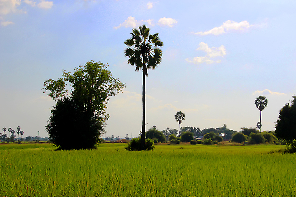 포토 JPG 해외이미지 나무 식물 1 계절 아시아 여행 백그라운드 잎 농업 태국 자연 하늘 밥 손바닥 동양인 풍경 사람없음 야외 초록색 여름 파란색 농장 환경 맑음 탐험 시골 큼 땅 베트남 장면 캄보디아 코코넛 공상 논밭 이국적 인도차이나반도 해외포토 손 나라 산업 음식 컬러 밭 과일 날씨 논 인종 동남아시아 크기 생태계 파일형식 이미지허브