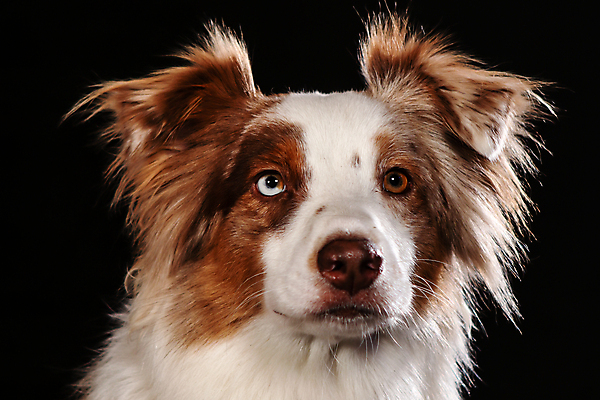 포토 JPG 해외이미지 동물 1 응시 행복 얼굴 백그라운드 포유류 털 성인 사람없음 파란색 반려동물 갈색 귀여움 검은색 흰색 표현 개 골든리트리버 강아지 모피 귀 육식동물 주둥이 보더콜리 송곳니 구걸 고립 기르기 시베리아 신앙심 유래 해외포토 시선 감정 컬러 컨셉 사람 신체부위 리트리버 치아 콜리 돌봄 파일형식 이미지허브