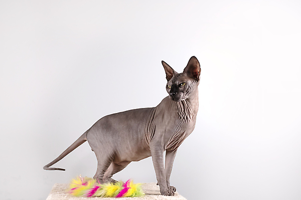 포토 JPG 해외이미지 한마리 실내 서기 사람없음 반려동물 귀여움 고양이 흰배경 스핑크스고양이 반려묘 고양이낚시대 해외포토 동물 1 백그라운드 컨셉 포유류 모션 내부 흰색 파일형식 애묘용품 이미지허브