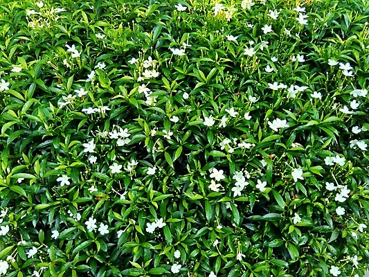 포토 JPG 해외이미지 나무 식물 공원 꽃잎 꽃 백그라운드 잎 꽃무늬 자연 건강 사람없음 장식 초록색 환경 정원 봄 활발 성장 벚꽃 흰색 신선 개화 달콤 허브 유기농 질감 내추럴 해외포토 웰빙 계절 공공시설 컬러 컨셉 무늬 맛 생태계 파일형식 이미지허브