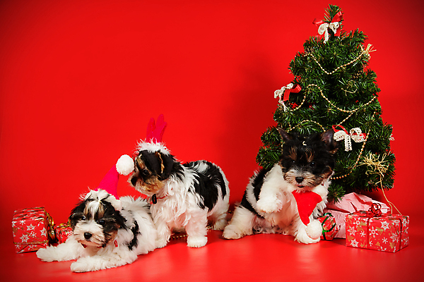 포토 JPG 해외이미지 나무 동물 1 행복 새끼 백그라운드 크리스마스 공 휴가 새로움 털 사람없음 장식 빨간색 반려동물 산타클로스 귀여움 검은색 거울 흰색 개 달콤 강아지 작음 샴페인 요크셔테리어 테리어 연도 사진사 활 솜털 송곳니 기르기 비버 삼색 해외포토 식물 기념일 감정 컬러 컨셉 포유류 주류 맛 치아 크기 작가 돌봄 파일형식 이미지허브