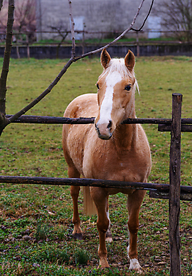 포토 JPG 해외이미지 동물 캐릭터 밭 농업 일러스트 포유류 부츠 사람없음 빨간색 울타리 농장 목도리 가축 권총 총 청바지 시골 조끼 소 승마 카우보이 가죽 만화 그림 갈기 조랑말 사수 로데오 구역 방목장 서쪽 수배 텍사스 해외포토 잡화 산업 무기 스포츠 컬러 신발 바지 담장 미국 외투 말_동물 방향 파일형식 이미지허브