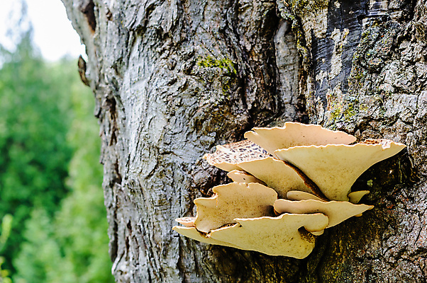 포토 JPG 해외이미지 나무 식물 낙엽 캐나다 자연 사람없음 야외 목재 갈색 버섯 성장 숲 유기농 생물학 나무껍질 내추럴 기생충 곰팡이 삼림지대 생태학 해외포토 웰빙 교육 컬러 잎 북아메리카 재료 껍질 바이러스 생태계 파일형식 이미지허브