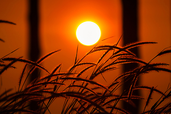 포토 JPG 해외이미지 나무 식물 디자인 백그라운드 잎 밭 자연 벽지 아침 날씨 건조 미술 사람없음 야외 초록색 여름 빛 컬러풀 햇빛 태양 갈색 노란색 일출 정원 맑음 황혼 일몰 봄 수확 가을 시골 닫기 내추럴 강렬 해외포토 주간 자연요소 계절 컬러 농업 모션 문화예술 노을 생태계 파일형식 이미지허브