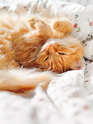 포토 JPG 해외이미지 한마리 실내 사람없음 반려동물 햇빛 고양이 이불 침대 카피스페이스 반려묘 안락 해외포토 동물 1 가구 컨셉 포유류 침구 내부 태양 공백 파일형식 이미지허브