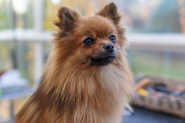 포토 JPG 해외이미지 탁자 사람없음 아웃포커스 반려동물 개 돌봄 애견미용 포메라니안 해외포토 동물 가구 포유류 모션 촬영기법 뷰티 파일형식 이미지허브