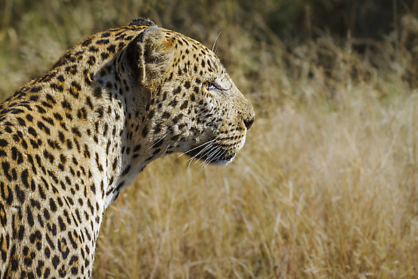 포토 JPG 해외이미지 주간 한마리 응시 야생동물 자연 사람없음 야외 아웃포커스 맹수 표범 남아프리카 보츠와나 해외포토 자연요소 동물 1 시선 포유류 아프리카 촬영기법 생태계 파일형식 이미지허브