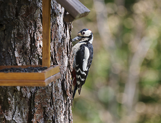 포토 JPG 해외이미지 나무 동물 여자 남자 유럽 야생동물 음식 백그라운드 겨울 자연 탁자 조류 하늘 주택 사람없음 목재 빨간색 파란색 컬러풀 갈색 환경 정원 검은색 흰색 점 숲 큼 깃털 부리 삼림지대 수유 해외포토 식물 계절 나라 컬러 가구 재료 사람 건물 크기 생태계 파일형식 이미지허브