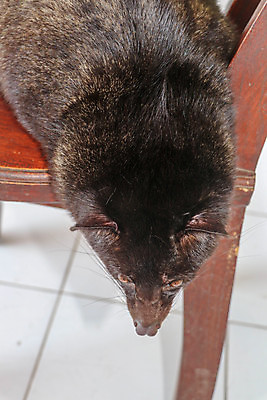 포토 JPG 해외이미지 동물 1 응시 아시아 얼굴 커피 야생동물 음식 백그라운드 포유류 태국 자연 휴식 주택 털 손바닥 동양인 사람없음 목재 갈색 머리 검은색 고양이 어둠 흰색 잠 닫기 숲 그늘 발리 인도네시아 새장 고립 해외포토 나무 손 시선 나라 음료 컬러 섬 컨셉 재료 모션 인종 건물 신체부위 반려동물 생태계 케이지 파일형식 이미지허브