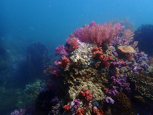 포토 JPG 해외이미지 동물 바다 여행 태국 자연 사람없음 물 파란색 컬러풀 수중 산호 다이빙 암초 인도양 해외포토 자연요소 아시아 컬러 수영 자포동물 생태계 수중스포츠 파일형식 이미지허브