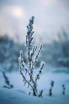 포토 JPG 해외이미지 주간 겨울 풍경 사람없음 야외 아웃포커스 나뭇가지 눈 상고대 겨울풍경 해외포토 자연요소 나무 계절 날씨 촬영기법 서리 파일형식 이미지허브