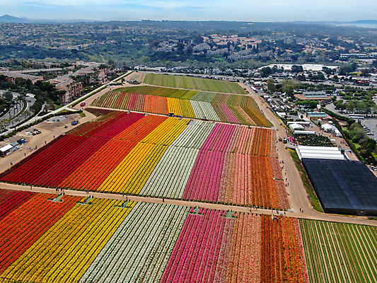 포토 JPG 해외이미지 식물 계절 꽃잎 꽃 분홍색 백그라운드 꽃무늬 밭 농업 오렌지 비즈니스 자연 노동자 풍경 사람없음 빨간색 초록색 여름 컬러풀 농장 노란색 여행객 정원 미국 봄 벚꽃 시골 언덕 캘리포니아 양귀비 조감도 해외포토 직업 산업 컬러 북아메리카 무늬 과일 사람 생태계 파일형식 이미지허브