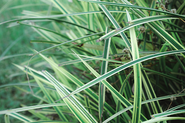 포토 JPG 해외이미지 나무 식물 계절 백그라운드 단풍 잎 농업 자연 추상 사람없음 야외 아웃포커스 장식 초록색 여름 햇빛 농장 환경 봄 성장 신선 환경보전 유기농 질감 지그재그 카피스페이스 해외포토 웰빙 산업 컬러 무늬 촬영기법 태양 공백 사회이슈 생태계 파일형식 이미지허브