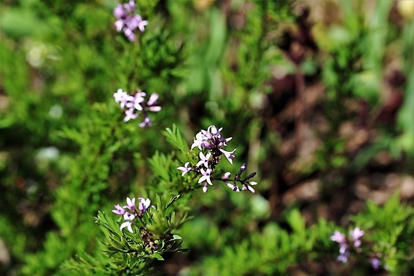포토 JPG 해외이미지 식물 공원 자연 사람없음 야외 초록색 여름 장미 정원 봄 벚꽃 개화 허브 로즈메리 해외포토 계절 공공시설 꽃 컬러 생태계 파일형식 이미지허브