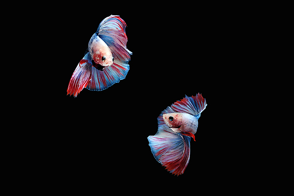 포토 JPG 해외이미지 동물 남자 얼굴 클리핑패스 포즈 백그라운드 이동 무지개 2 모션 벽지 어류 미술 사람없음 빨간색 물 파란색 컬러풀 검은색 수영 분노 흰색 의식 고급 우아함 자르기 싸움 각도 대리석 모음 고립 이국적 해외포토 자연요소 감정 컬러 컨셉 재료 문화예술 사람 한글 신체부위 수중동물 수상스포츠 파일형식 이미지허브