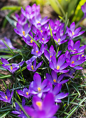 포토 JPG 해외이미지 꽃 야생동물 자연 사람없음 파란색 보라색 봄 벚꽃 제비꽃 자연백그라운드 라일락 내추럴 해외포토 식물 동물 계절 컬러 백그라운드 생태계 파일형식 이미지허브