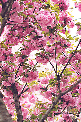 포토 JPG 해외이미지 나무 식물 계절 꽃잎 꽃 분홍색 백그라운드 잎 꽃무늬 자연 벽지 부활절 선물 사람없음 야외 장식 초록색 여름 빛 햇빛 장미 우주 정원 일본 맑음 봄 수확 벚꽃 나뭇가지 신용카드 개화 체리 4월 공상 내추럴 파스텔톤 해외포토 기념일 아시아 컬러 무늬 농업 과일 날씨 금융 태양 날짜 생태계 파일형식 이미지허브