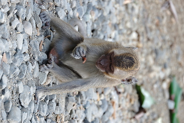 포토 JPG 해외이미지 나무 동물 응시 공원 아시아 얼굴 야생동물 음식 여행 포유류 가족 자연 털 동물원 앉기 동양인 사람없음 야외 초록색 갈색 회색 원숭이 표현 아기 숲 작음 먹기 꼬리 인도네시아 서식지 유인원 동물상 해외포토 식물 시선 공공시설 나라 컬러 관계 모션 사람 인종 신체부위 조형물 크기 생태계 파일형식 이미지허브