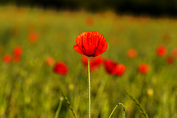 포토 JPG 해외이미지 식물 계절 꽃 상징 분홍색 농업 자연 영국 잉글랜드 사랑 풍경 사람없음 야외 빨간색 평화 사진촬영 침묵 봄 시골 그림 방문 추모 해외포토 감정 유럽 산업 컬러 컨셉 촬영 소리 생태계 파일형식 이미지허브