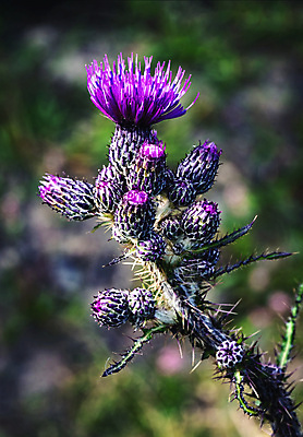 포토 JPG 해외이미지 식물 계절 꽃잎 꽃 분홍색 백그라운드 꽃무늬 밭 자연 사람없음 야외 초록색 컬러풀 정원 보라색 벚꽃 개화 제비꽃 묘사 꽃가루 스파이크 엉겅퀴 내추럴 해외포토 컬러 무늬 농업 가루 생태계 파일형식 이미지허브