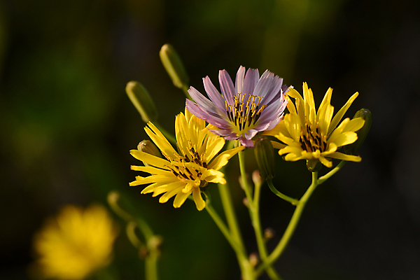 포토 JPG 해외이미지 식물 꽃잎 꽃 줄기 자연 씨앗 사람없음 민들레 카네이션 그리너리 해외포토 생태계 파일형식 트랜드컬러 이미지허브