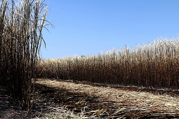포토 JPG 해외이미지 나무 식물 산업 음식 줄기 백그라운드 밭 농업 자연 지팡이 불 불꽃 건조 풍경 사람없음 빨간색 초록색 여름 글로벌 농장 농경지 갈색 노란색 환경 주스 봄 에너지 수확 가을 시골 뜨거움 달콤 땅 설탕 밀짚 내추럴 땅바닥 바이오 밭일 화상 사탕수수 많음 해외포토 자연요소 계절 음료 컬러 컨셉 바닥 맛 짚 상처 생태계 파일형식 이미지허브