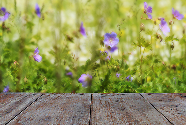 포토 JPG 해외이미지 나무 디자인 꽃 백그라운드 컨셉 꽃무늬 패턴 밭 자연 탁자 하늘 추상 바닥 풍경 사람없음 야외 목재 초록색 여름 빛 태양 노란색 정원 맑음 봄 수확 시골 널 땅 질감 복고 장면 내추럴 필터 해외포토 자연요소 식물 계절 컬러 가구 무늬 농업 재료 날씨 생태계 파일형식 이미지허브