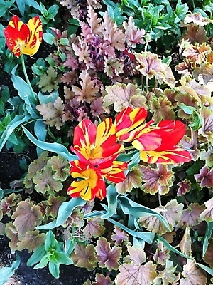 포토 JPG 해외이미지 식물 꽃잎 꽃 벽 꽃다발 백그라운드 컨셉 탁자 벽돌 관리 사람 앉기 사람없음 목재 초록색 컬러풀 사무실 알약 정원 꽃병 방 그룹 닫기 다발 가득함 고립 부다페스트 많음 해외포토 나무 컬러 가구 비즈니스 재료 모션 약 헝가리 파일형식 이미지허브