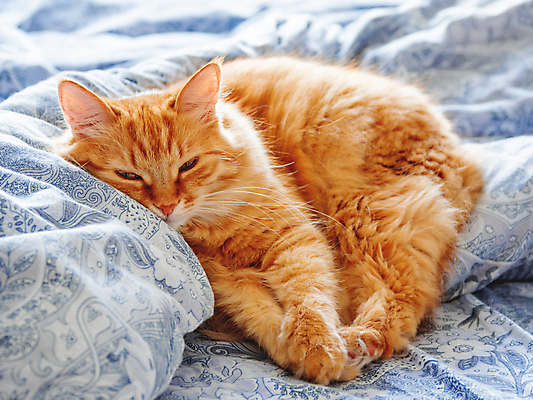 포토 JPG 해외이미지 한마리 휴식 실내 사람없음 반려동물 햇빛 고양이 이불 침대 낮잠 시트 반려묘 해외포토 동물 1 가구 컨셉 포유류 침구 내부 태양 잠 파일형식 이미지허브