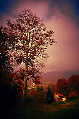 포토 JPG 해외이미지 잎 자연 산 따뜻함 사람없음 빨간색 태양 이탈리아 가을 숲 해외포토 자연요소 식물 계절 유럽 컬러 생태계 파일형식 이미지허브