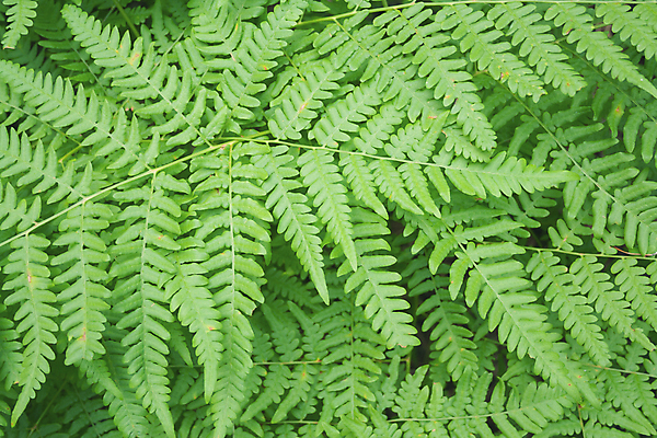 포토 JPG 해외이미지 나무 식물 디자인 계절 공원 줄기 백그라운드 잎 꽃무늬 패턴 자연 벽지 추상 종류 사람없음 야외 장식 초록색 환경 정원 봄 활발 성장 나뭇가지 신선 닫기 숲 열대우림 다발 질감 생물학 내추럴 양치류 그리너리 해외포토 공공시설 교육 꽃 컬러 컨셉 무늬 모션 생태계 파일형식 트랜드컬러 이미지허브