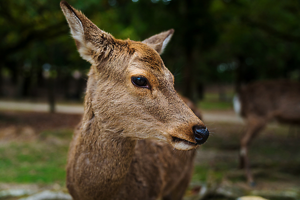 포토 JPG 해외이미지 동물 응시 공원 남자 얼굴 야생동물 백그라운드 밭 포유류 자연 사슴 털 사람없음 야외 옆모습 초록색 갈색 머리 귀여움 정원 일본 듣기 닫기 숲 작음 배고픔 호기심 코 귀 내추럴 해외포토 시선 공공시설 감정 아시아 뷰포인트 컬러 컨셉 농업 모션 사람 신체부위 크기 생태계 파일형식 이미지허브