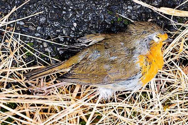 포토 JPG 해외이미지 동물 커플 유럽 야생동물 날개 자연 조류 그림자 사람없음 야외 빨간색 초록색 회색 흰색 죽음 깃털 내추럴 거짓말 땅바닥 해외포토 나라 컬러 관계 바닥 생태계 파일형식 이미지허브