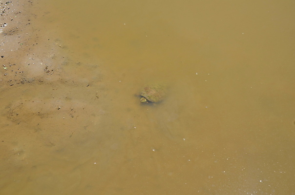 포토 JPG 해외이미지 동물 호수 야생동물 파충류 자연 사람없음 야외 물 강 수영 껍질 연못 거북이 진흙 해외포토 자연요소 수상스포츠 생태계 파일형식 이미지허브