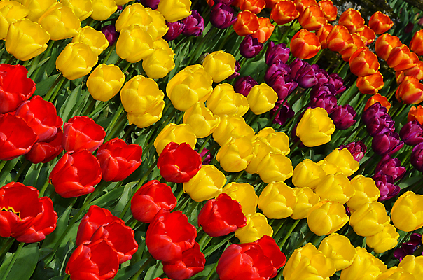 포토 JPG 해외이미지 식물 꽃잎 꽃 꽃무늬 밭 전구 자연 사람없음 빨간색 컬러풀 노란색 정원 보라색 봄 활발 튤립 성장 벚꽃 개화 원예 해외포토 계절 컬러 컨셉 무늬 농업 취미 생태계 파일형식 이미지허브