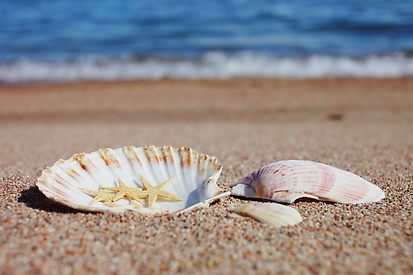 포토 JPG 해외이미지 주간 모래 불가사리 해변 사람없음 야외 여름 조개껍데기 해외포토 자연요소 계절 바다 조개 극피동물 파일형식 이미지허브